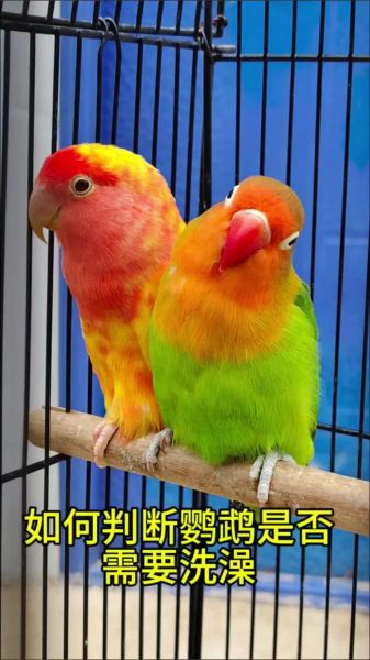 鹦鹉图片大全_如何挑选高清鹦鹉照片