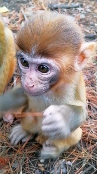 小猴子图片大全_可爱小猴子图片怎么找