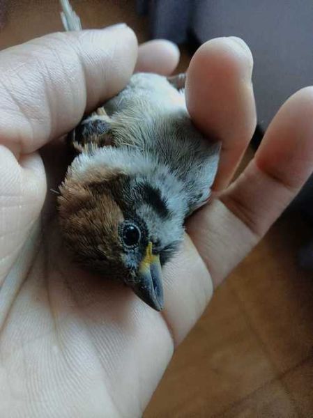 梦到麻雀是什么意思_麻雀飞进屋里预示什么