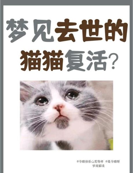 梦到猫是什么意思_梦到猫预示着什么