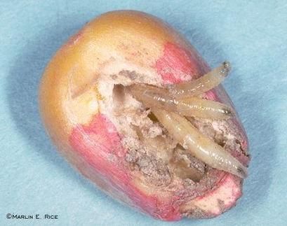 做梦梦到蛆_梦见蛆虫是什么意思