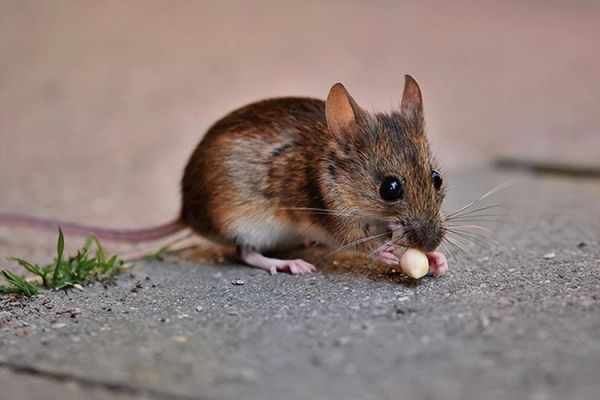 老鼠图片大全大图_老鼠长什么样