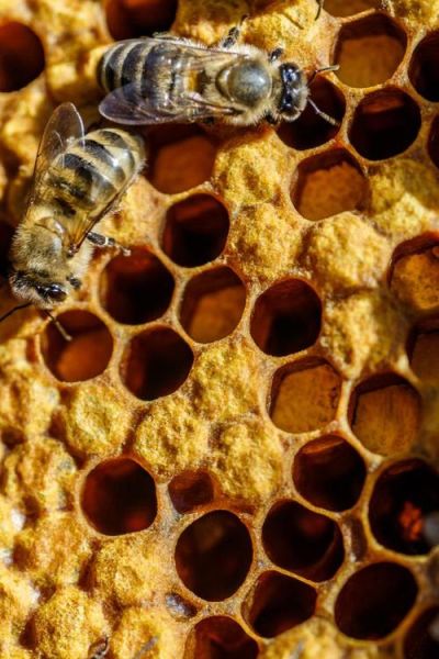 蜂窝图片大全_蜂窝结构有哪些特点