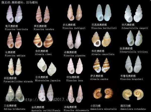 贝壳图片大全大图_如何挑选高清贝壳图