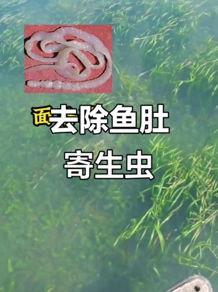 面条虫图片大全_面条虫长什么样