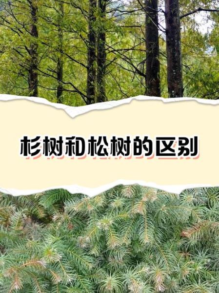 杉树图片大全_如何区分常见杉树品种