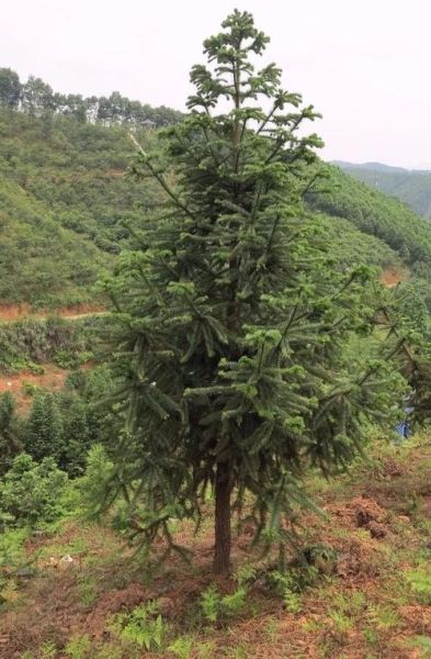 杉树图片大全_如何区分常见杉树品种