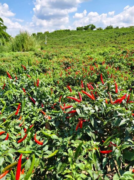 梦到摘辣椒是什么意思_梦到摘辣椒是吉兆吗