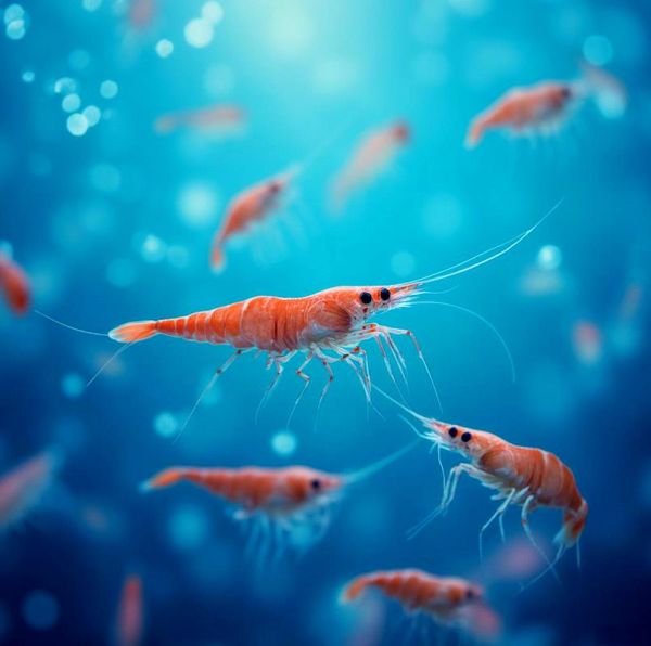 梦到大虾是什么意思_梦到大虾是吉兆吗