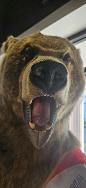 狗熊图片大全_狗熊高清壁纸哪里找