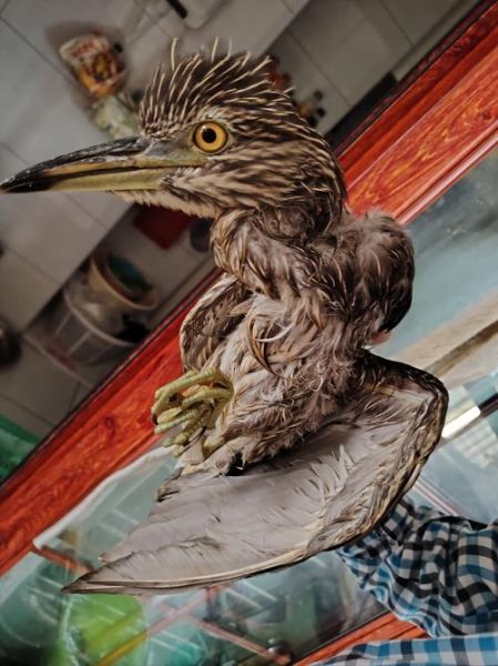 长嘴鸟类大全图片名字_如何快速识别