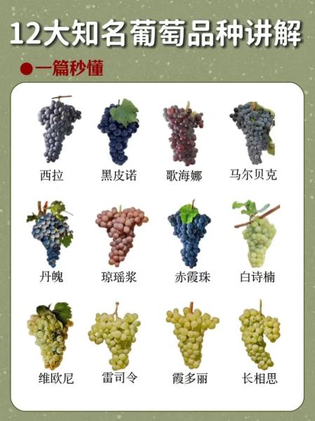 葡萄图片大全大图_高清葡萄品种图鉴