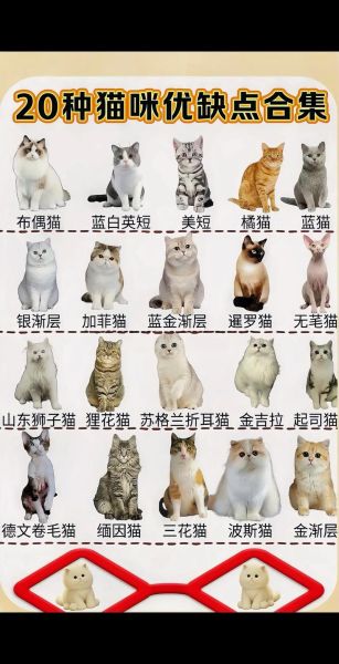 小猫的图片大全大图_如何挑选高清无水印