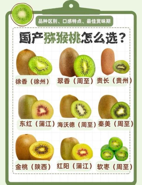 猕猴桃图片大全大图_如何挑选优质猕猴桃