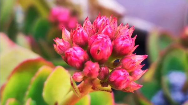 含苞待放迅雷下载_含苞待放迅雷下载安全吗