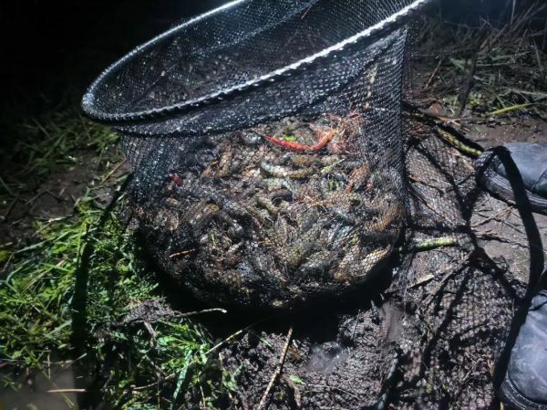 梦到抓鱼虾是什么意思_梦见抓鱼虾好不好