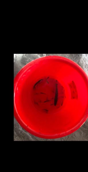 梦到抓鱼虾是什么意思_梦见抓鱼虾好不好