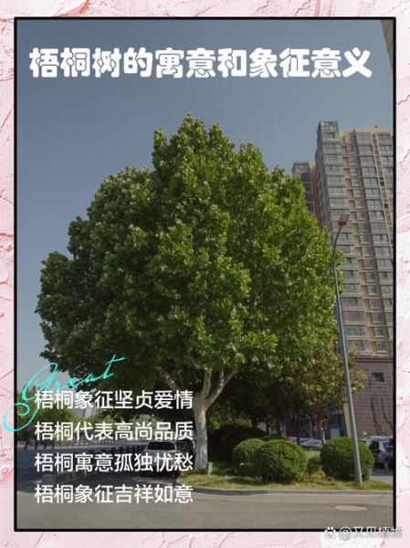 梦到梧桐树是什么意思_梧桐树在梦境中的象征