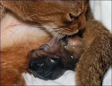 猫生宝宝要多久_母猫怀孕到分娩全过程