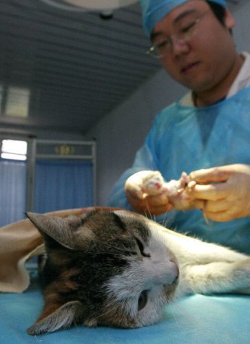 猫生宝宝要多久_母猫怀孕到分娩全过程