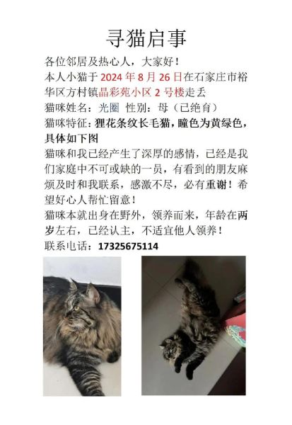 梦到捡到猫是什么意思_梦见捡猫预示什么