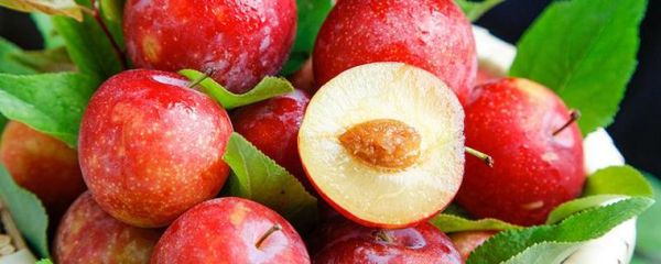 梦到果实是什么意思_梦见果实成熟好不好