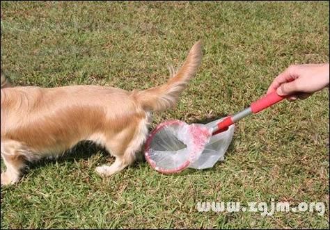 梦到狗拉屎是什么意思_梦见狗拉屎预示什么