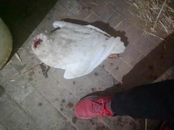 梦到大鹅是什么意思_梦到大鹅是吉兆吗