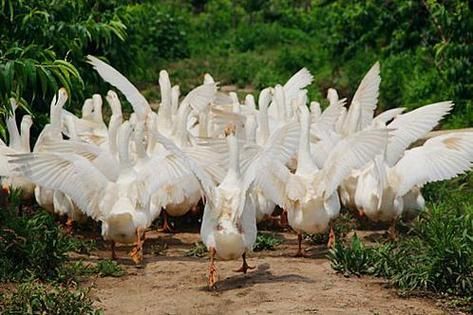 梦到大鹅是什么意思_梦到大鹅是吉兆吗