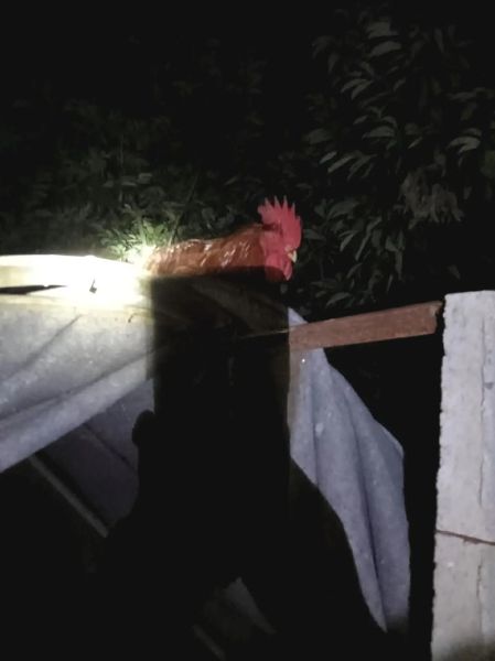 梦到抓鸡是什么意思_梦见抓鸡好不好