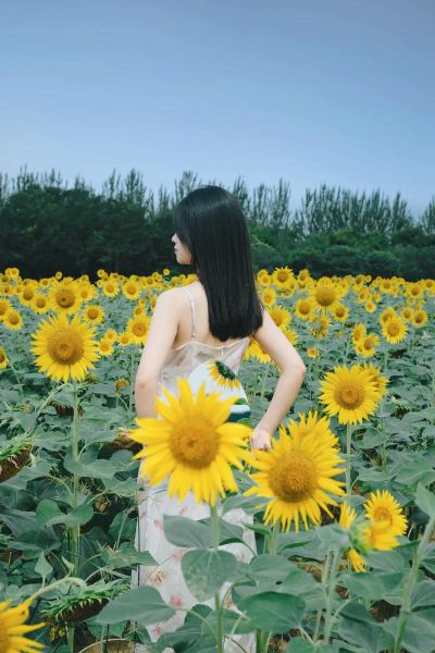 向日葵图片大全_如何拍摄出高级感