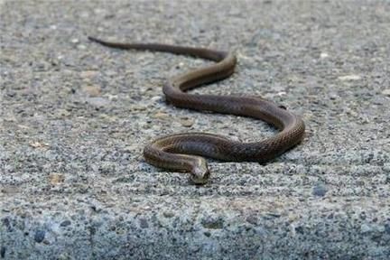 梦到青蛙和蛇是什么意思_周公解梦解析