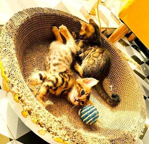 梦到宠物猫是什么意思_如何解读梦境中的猫