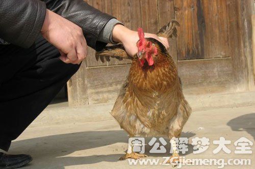 孕妇梦到鸡是什么意思_孕妇梦见鸡生男生女