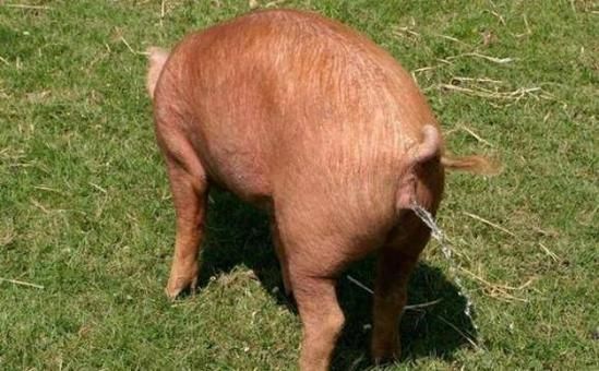 梦到小猪是什么意思_周公解梦小猪预兆