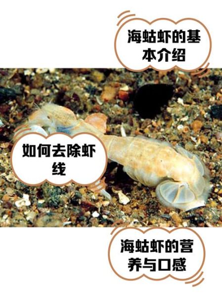 梦到虾是什么意思_梦见虾好不好