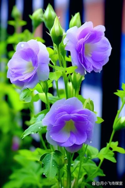 紫罗兰图片大全大图_如何挑选高清壁纸