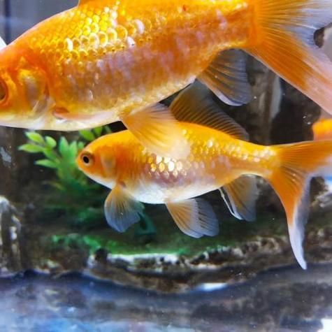 梦到金鱼是什么意思_梦到金鱼是吉是凶