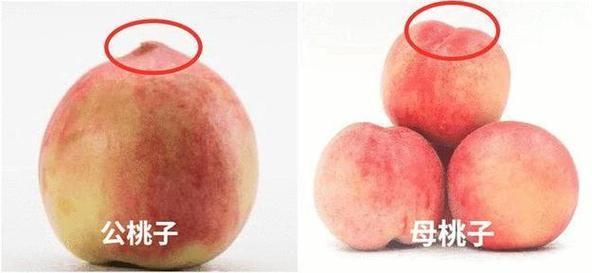 怀孕梦到桃子是什么意思_孕妇梦见桃子生男生女