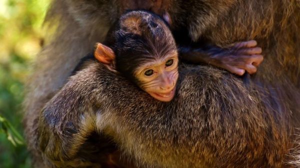 12猴子迅雷下载_12猴子高清资源在哪找