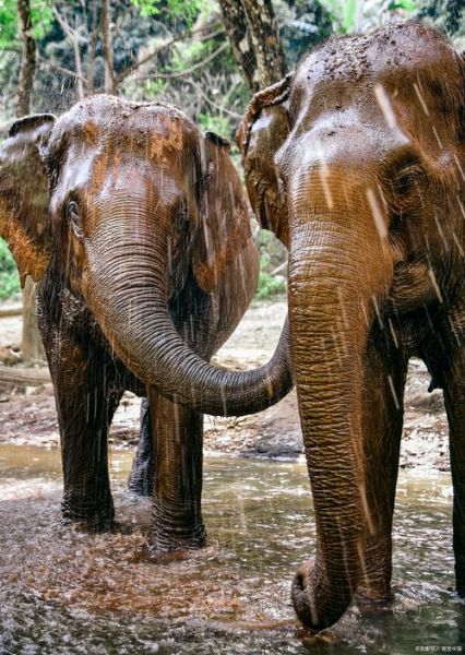 大象图片大全_大象高清壁纸哪里找