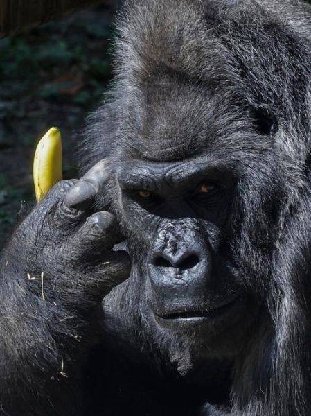 猩猩图片大全大图_如何免费下载高清猩猩照片