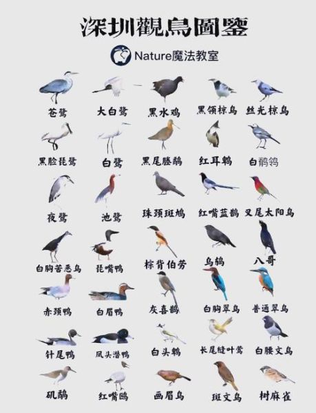 候鸟图片大全_如何分辨候鸟种类