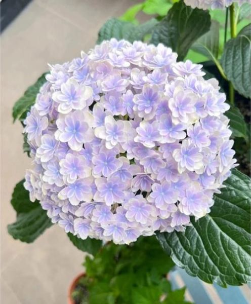 绣球花图片大全_绣球花品种有哪些