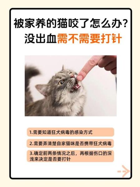 梦到被猫咬是什么意思_被猫咬出血预示什么
