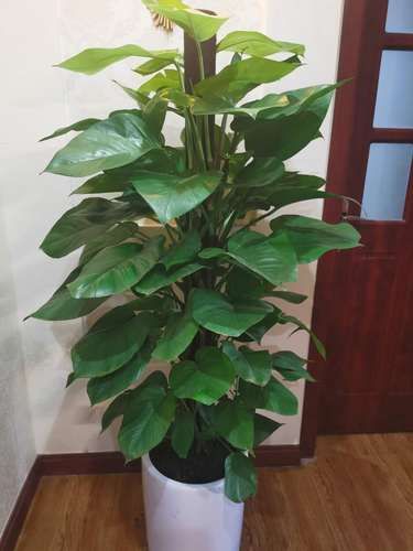 绿萝图片大全_绿萝怎么养才能更旺盛