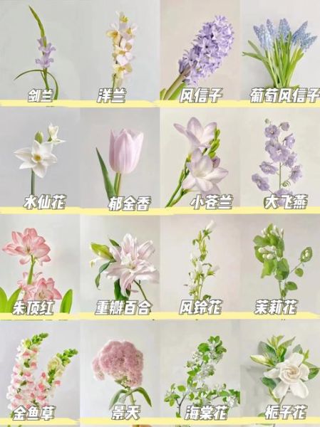 百花图片大全_如何挑选高清花卉图