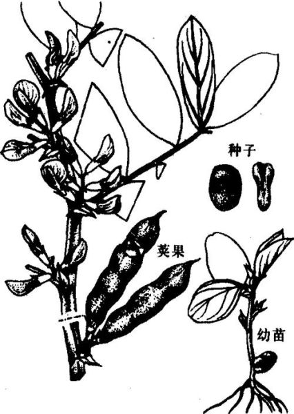 蚕豆图片大全_蚕豆怎么画简单又好看