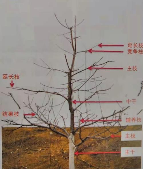 樱桃树剪枝图片大全_什么时候剪最合适