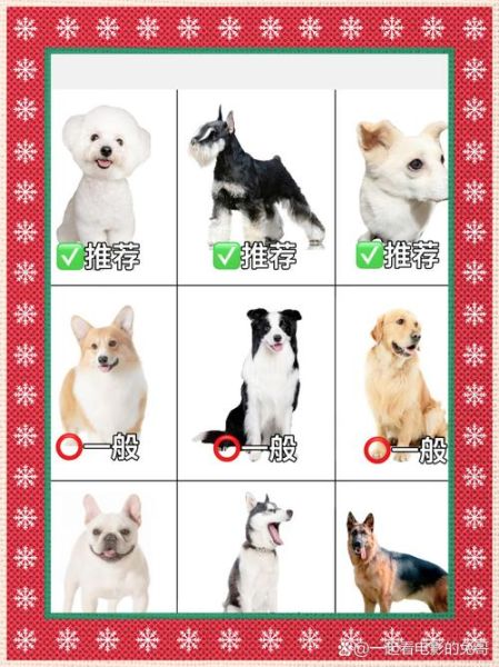 狗狗品种大全图片_如何挑选适合自己的狗狗